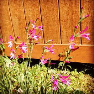 mini gladiolus